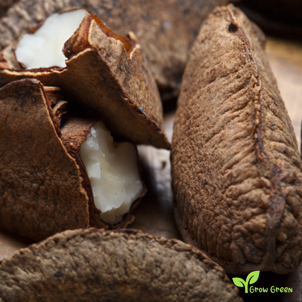 2 seeds of Brazil Nut - BERTHOLLETIA EXCELSA Brazilian Nut + Gift 5 seeds of Sunflower