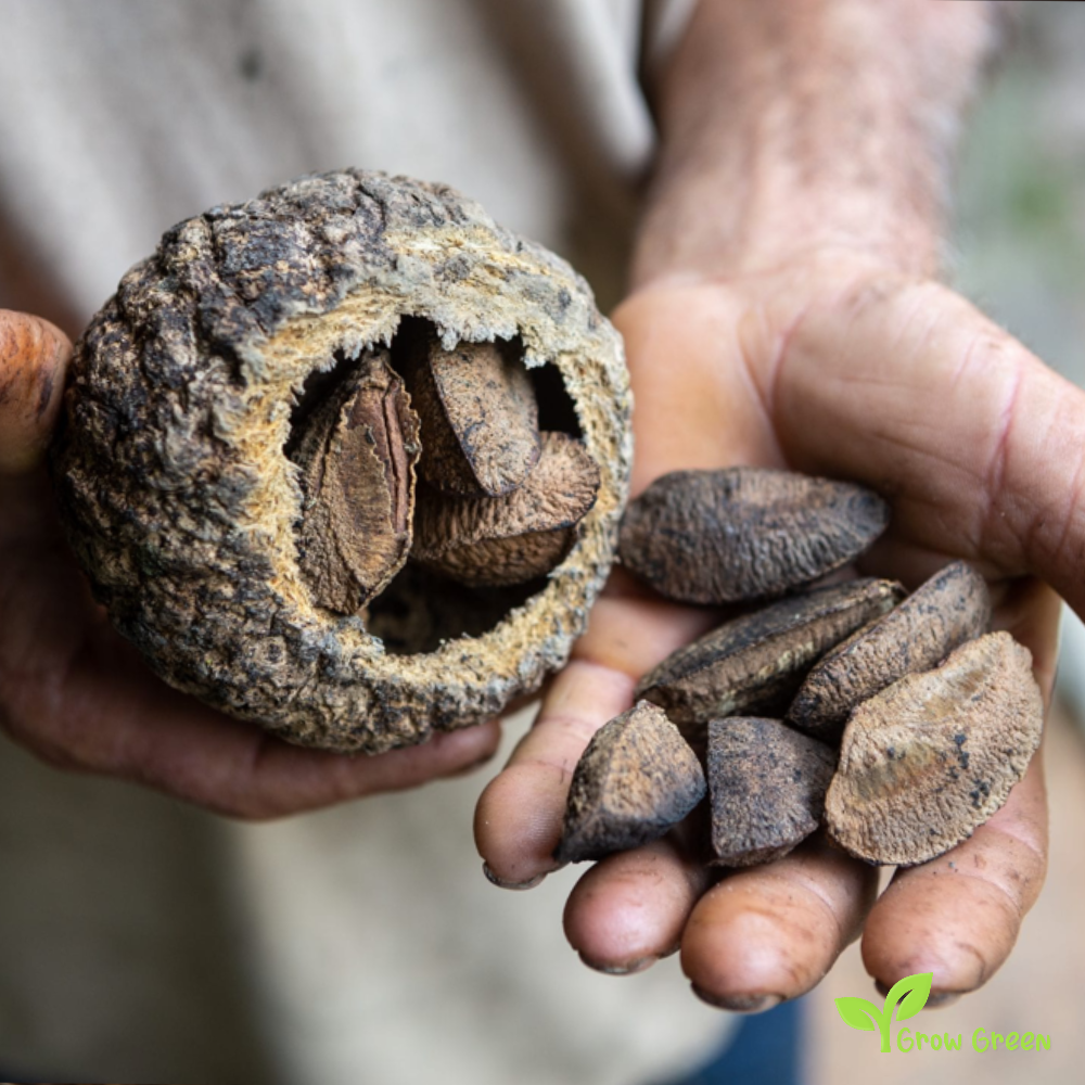 2 seeds of Brazil Nut - BERTHOLLETIA EXCELSA Brazilian Nut + Gift 5 seeds of Sunflower