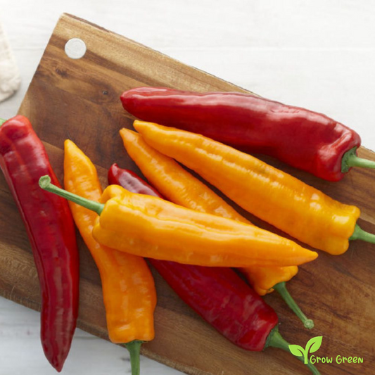 20 seeds of Yellow Sweet Long Pepper - CAPSICUM ANNUUM - Mild + Gift 5 seeds of Sunflower
