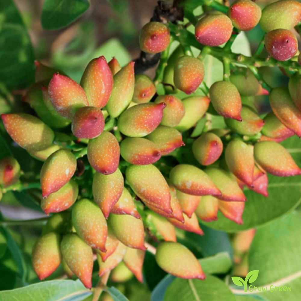 5 seeds of Pistachio Tree - PISTACIA VERA + Gift 5 seeds of Sunflower