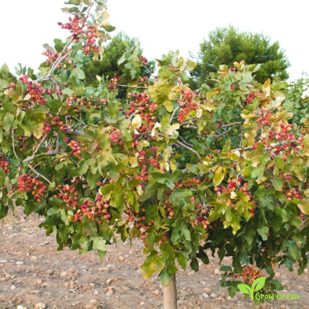 5 seeds of Pistachio Tree - PISTACIA VERA + Gift 5 seeds of Sunflower
