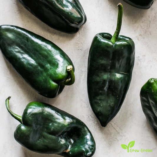 10 seeds of Poblano Pepper Chilli - CAPSICUM ANNUUM - Mulato Ancho + Gift 5 seeds of Sunflower