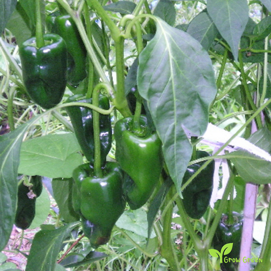 10 seeds of Poblano Pepper Chilli - CAPSICUM ANNUUM - Mulato Ancho + Gift 5 seeds of Sunflower