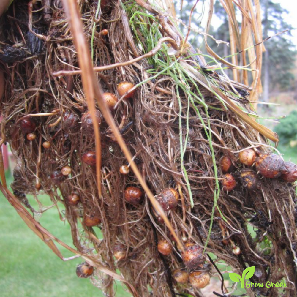 10 Tiger Nut rhizomes - CYPERUS ESCULENTUS - CHUFA + Gift 5 seeds of Sunflower
