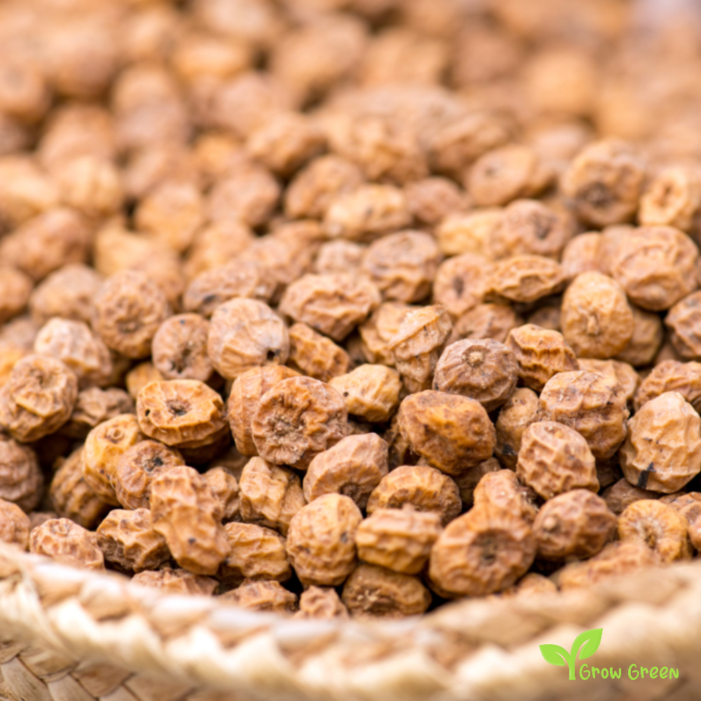 1 Tiger Nut Plants - 7cm Tall - CYPERUS ESCULENTUS - CHUFA + Gift 5 seeds of Sunflower