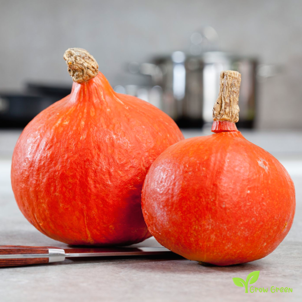 5 seeds of Red Kuri Squash - CUCURBITA MAXIMA - Pumpkin + Gift 5 seeds of Sunflower