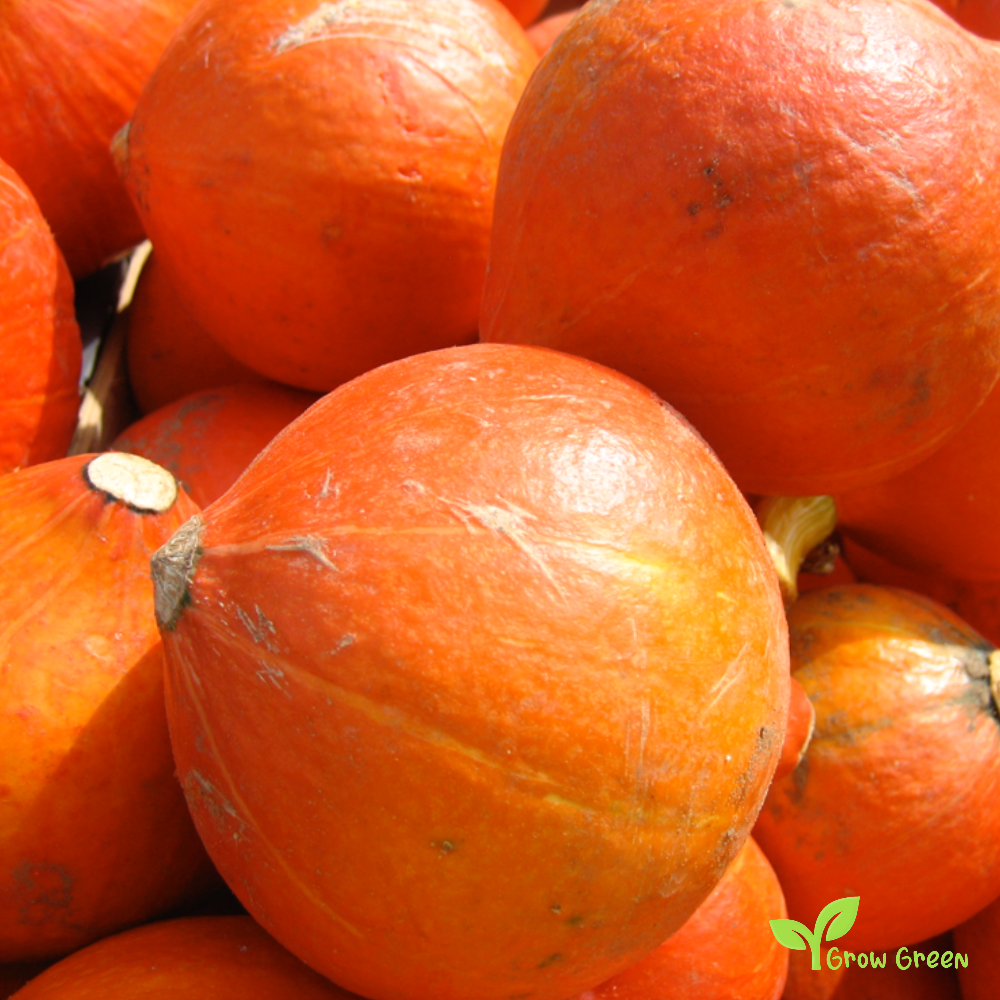 5 seeds of Red Kuri Squash - CUCURBITA MAXIMA - Pumpkin + Gift 5 seeds of Sunflower