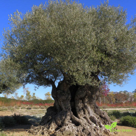 3 seeds of Olive Tree - Olea Europaea + Gift 5 seeds of Sunflower