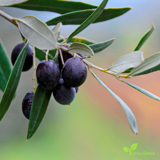 3 seeds of Olive Tree - Olea Europaea + Gift 5 seeds of Sunflower