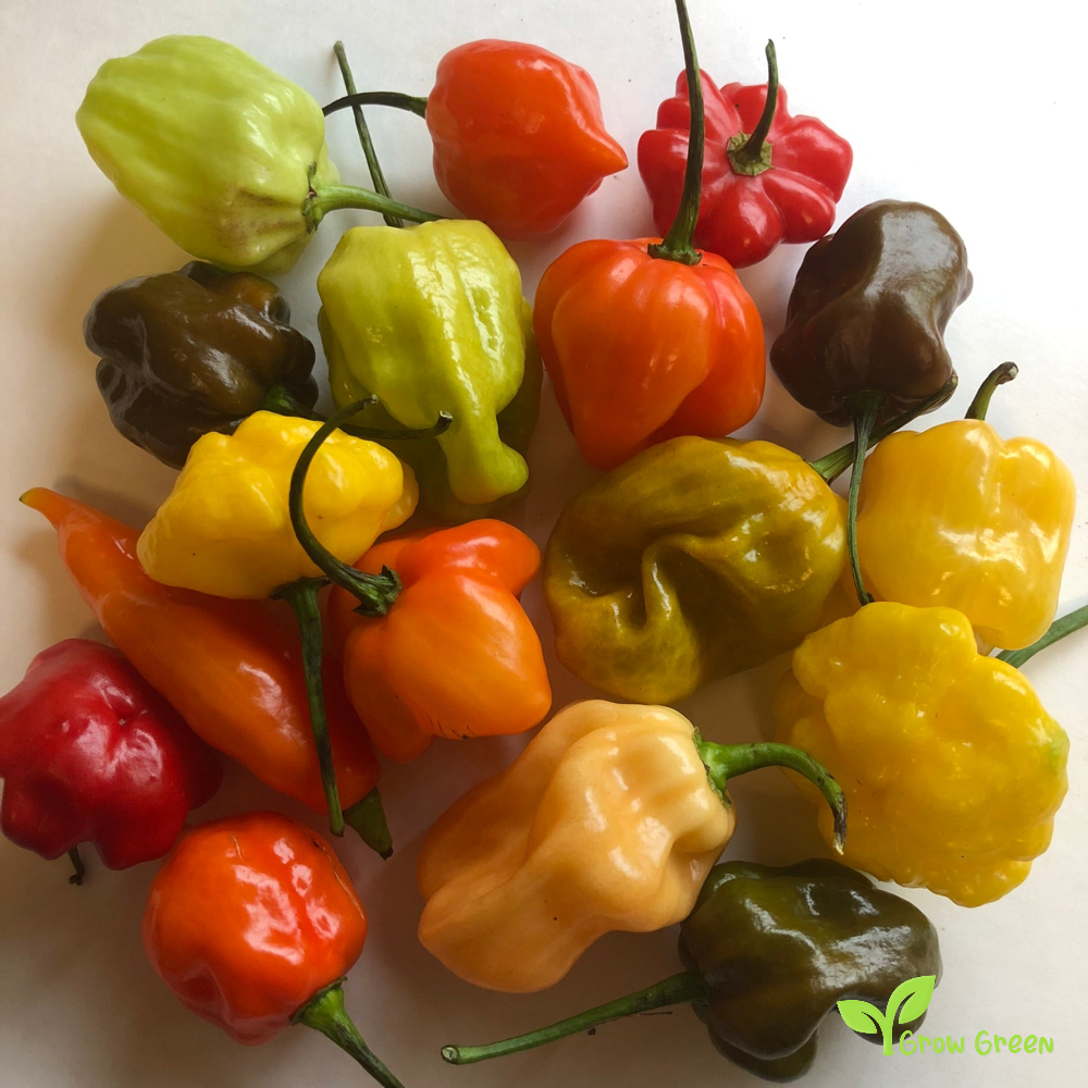 10 seeds of Habanero Chilli Mixed Random Colour - CAPSICUM CHINENESE  + Gift 5 seeds of Sunflower