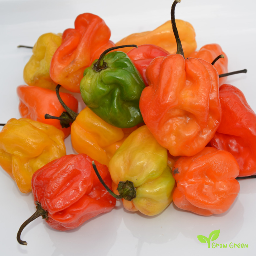 10 seeds of Habanero Chilli Mixed Random Colour - CAPSICUM CHINENESE  + Gift 5 seeds of Sunflower