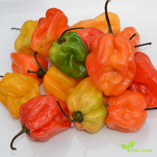 10 seeds of Habanero Chilli Mixed Random Colour - CAPSICUM CHINENESE  + Gift 5 seeds of Sunflower