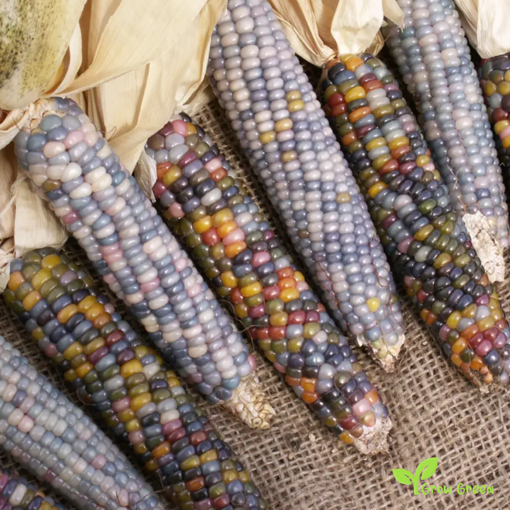 30 seeds of Maize Mixed Random Colour - ZEA MAYS - Corn  + Gift 5 seeds of Sunflower