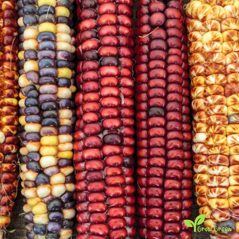 30 seeds of Maize Mixed Random Colour - ZEA MAYS - Corn  + Gift 5 seeds of Sunflower