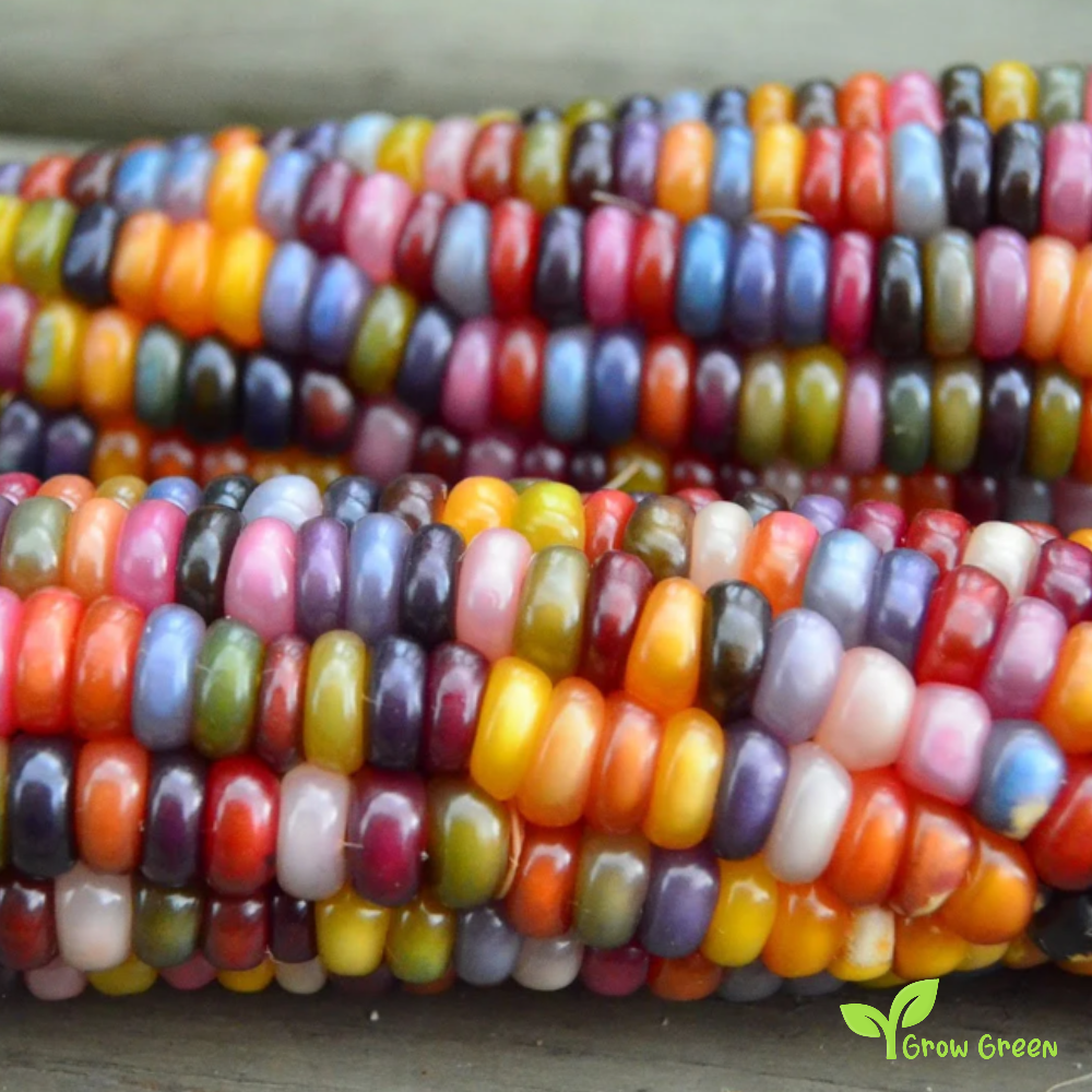 30 seeds of Maize Mixed Random Colour - ZEA MAYS - Corn  + Gift 5 seeds of Sunflower