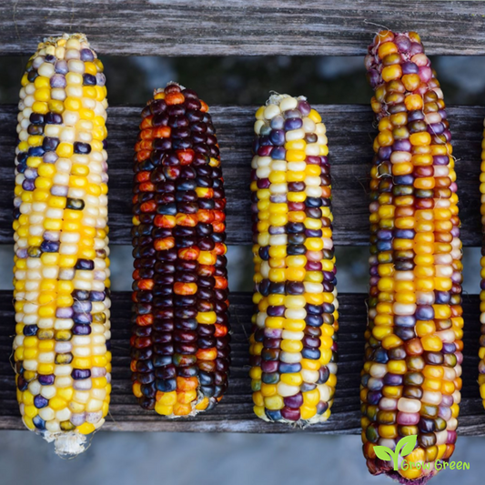 30 seeds of Maize Mixed Random Colour - ZEA MAYS - Corn  + Gift 5 seeds of Sunflower
