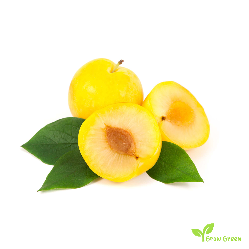 2 seeds of Yellow Plum - PRUNUS DOMESTICA  + Gift 5 seeds of Sunflower