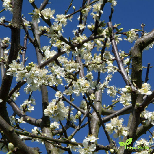 2 seeds of Yellow Plum - PRUNUS DOMESTICA  + Gift 5 seeds of Sunflower
