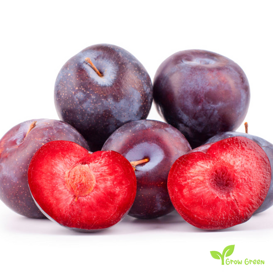 30 seeds of Purple Plum seeds - PRUNUS DOMESTICA + Gift 5 seeds of Sunflower