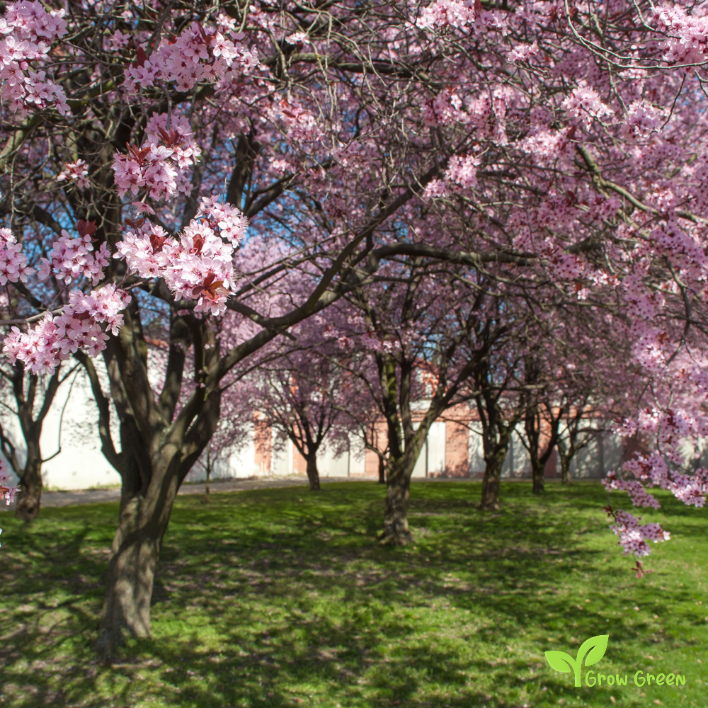 30 seeds of Purple Plum seeds - PRUNUS DOMESTICA + Gift 5 seeds of Sunflower