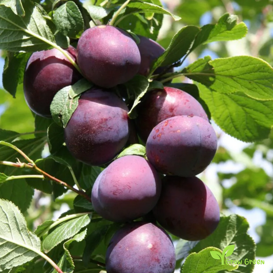 30 seeds of Purple Plum seeds - PRUNUS DOMESTICA + Gift 5 seeds of Sunflower