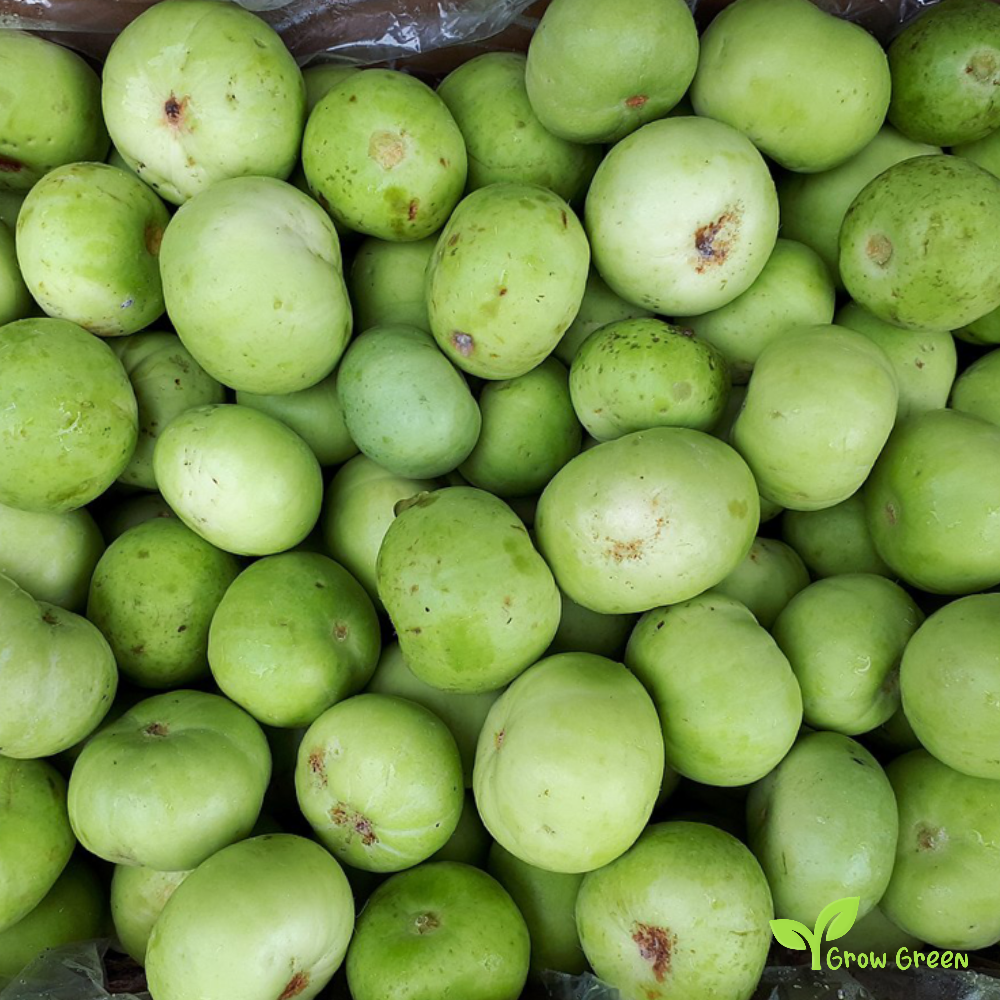 5 seeds of Tinda - PRAECITRULLUS FISTULOSUS - Indian Squash + Gift 5 seeds of Sunflower