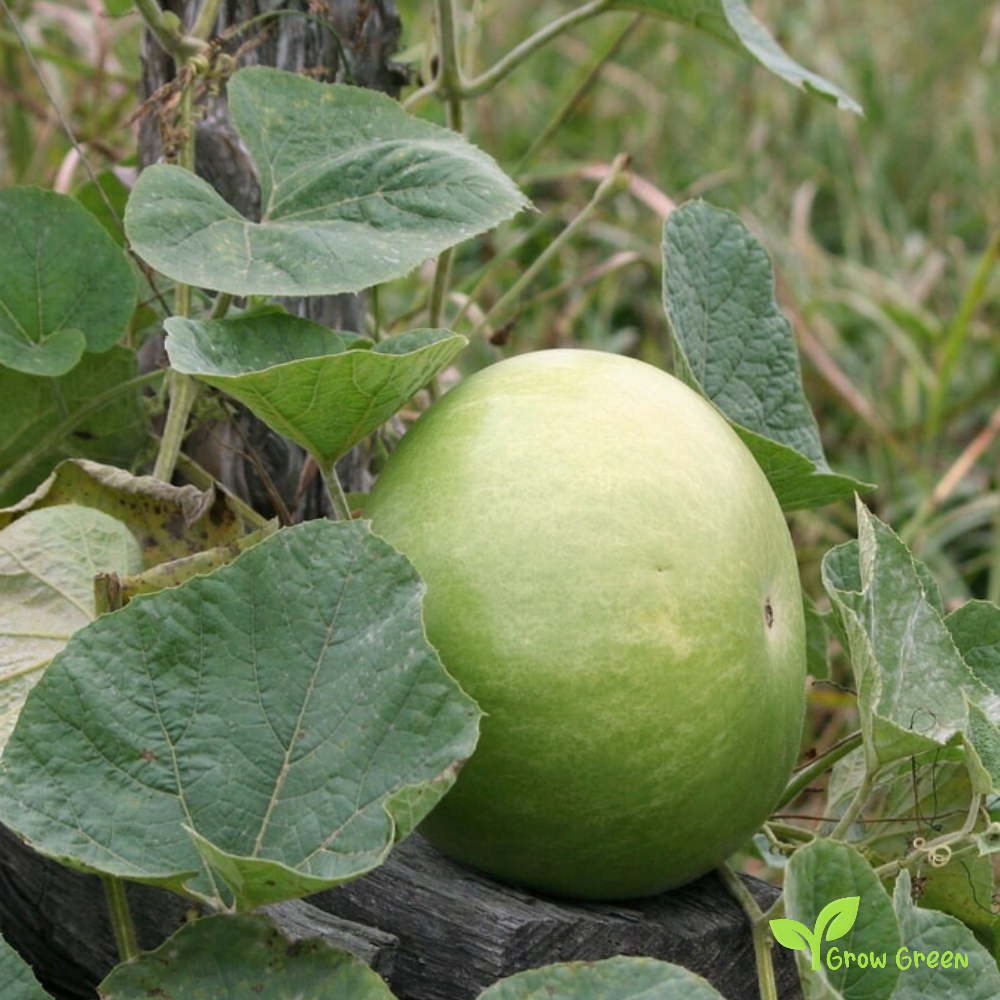 5 seeds of Tinda - PRAECITRULLUS FISTULOSUS - Indian Squash + Gift 5 seeds of Sunflower