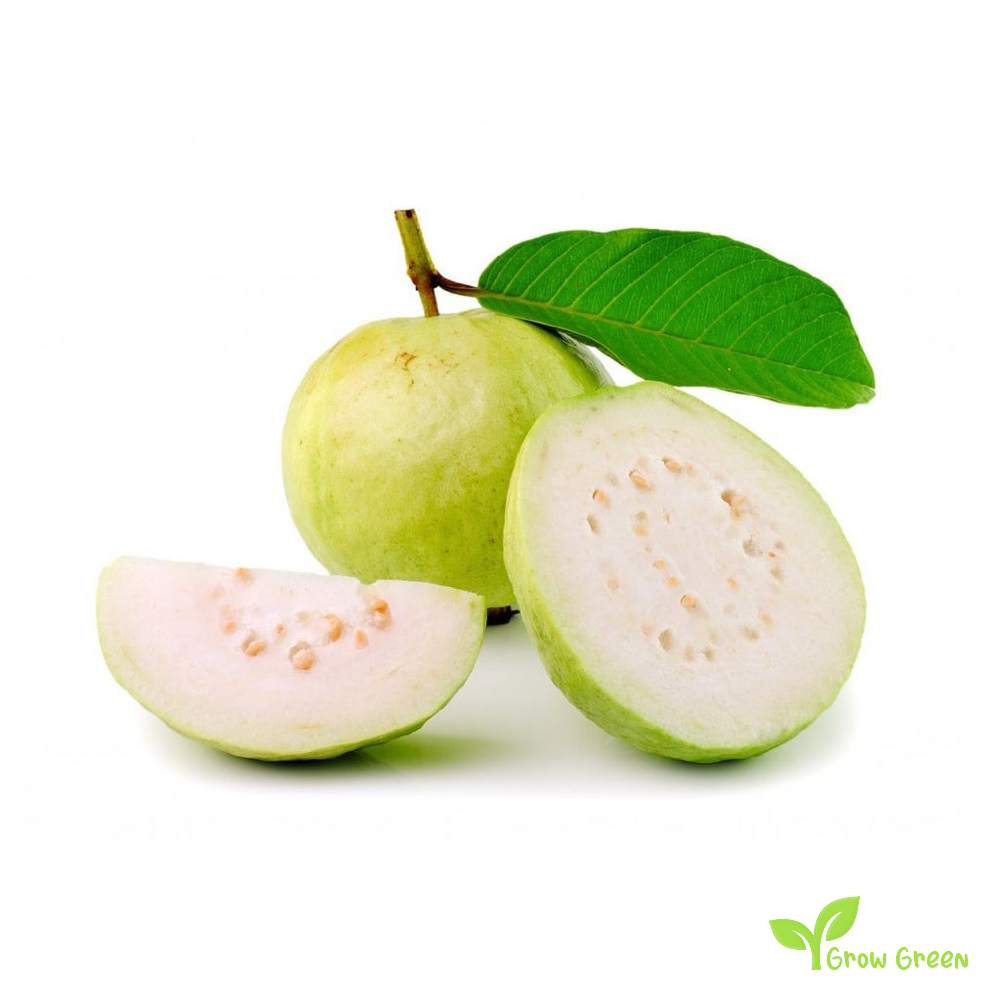 10 seeds of Indian Guava - PSIDIUM GUAJAVA - Guava + Gift 5 seeds of Sunflower