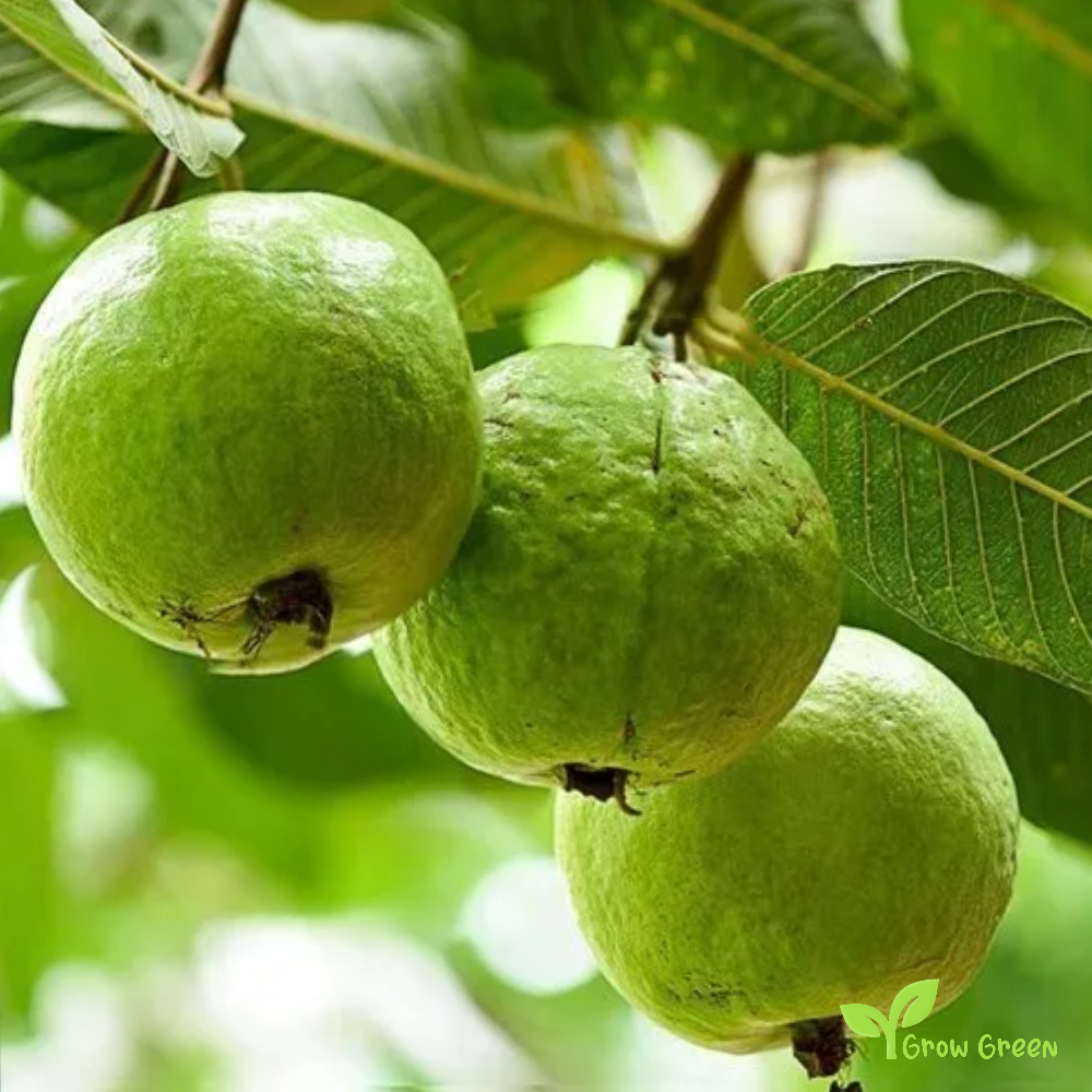 10 seeds of Indian Guava - PSIDIUM GUAJAVA - Guava + Gift 5 seeds of Sunflower