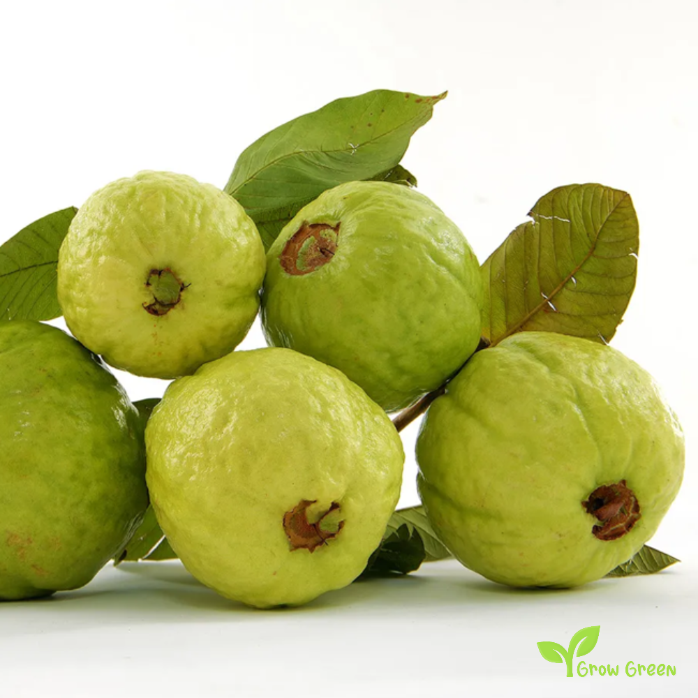 10 seeds of Indian Guava - PSIDIUM GUAJAVA - Guava + Gift 5 seeds of Sunflower