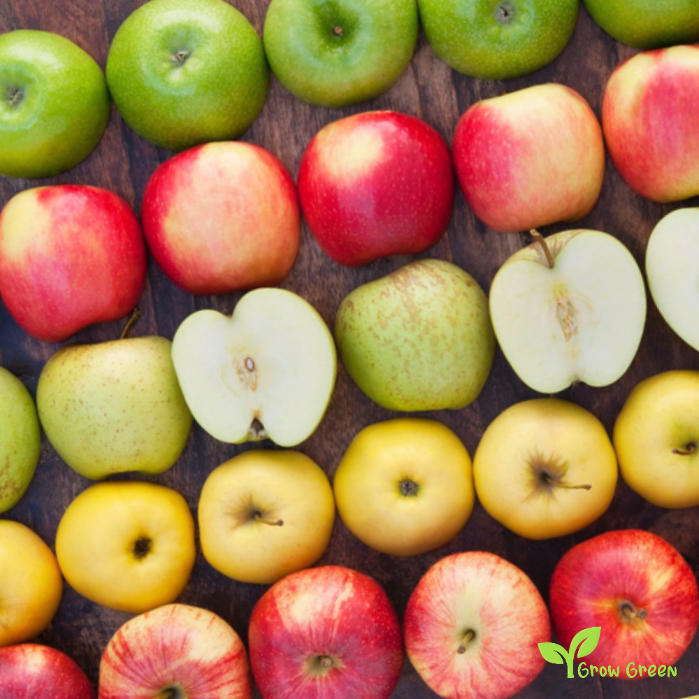 10 seeds of random mixed colour Apple - MALUS DOMESTICA + Gift 5 seeds of Sunflower