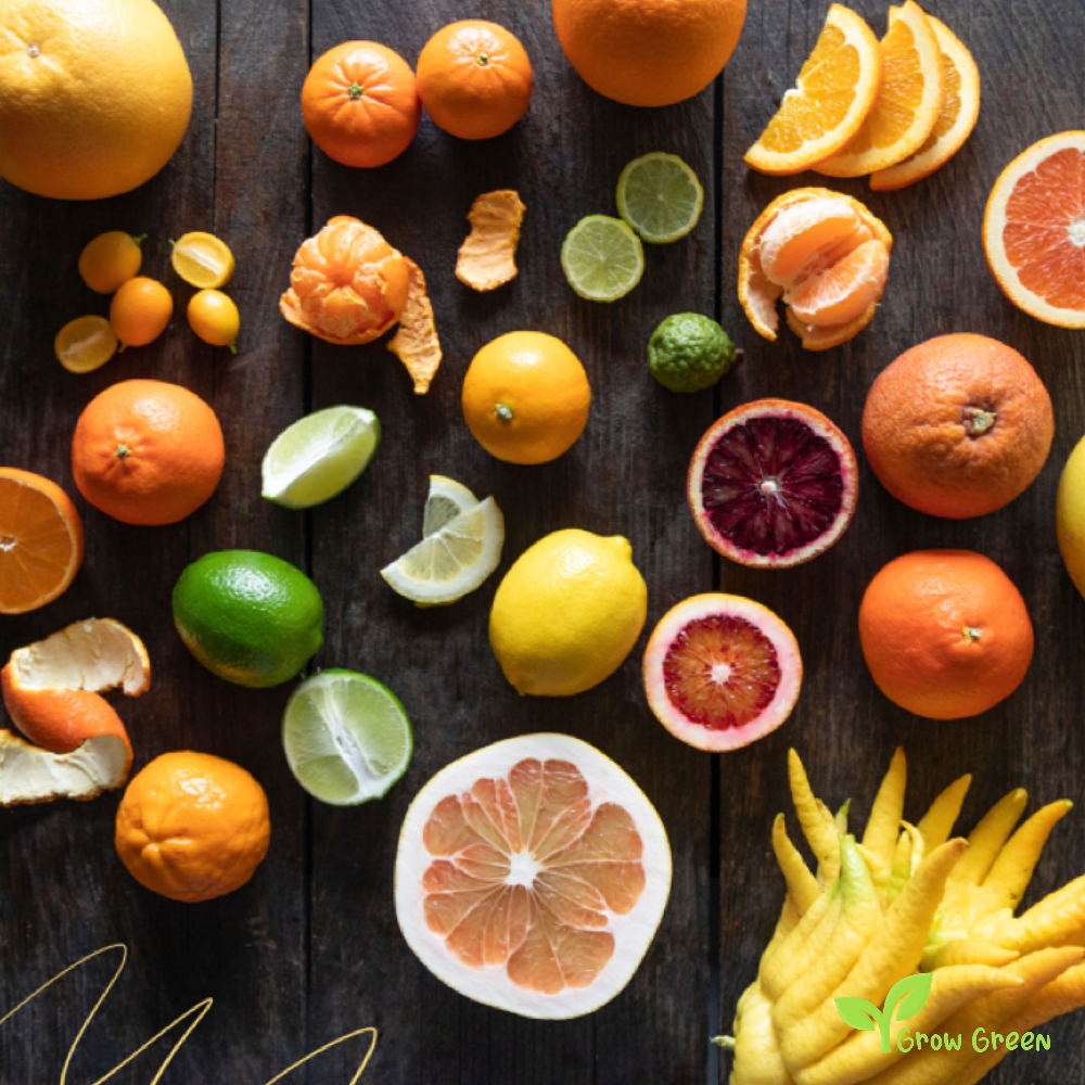 10 seeds of Mixed Citrus - 5x2pcs Each Variety Tree + Gift 5 seeds of Sunflower