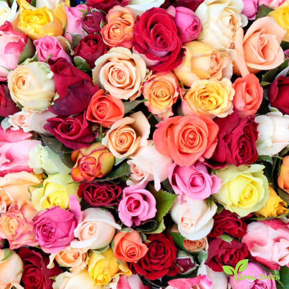 40 seeds of mixed random colour Rose - ROSA + Gift 5 seeds of Sunflower