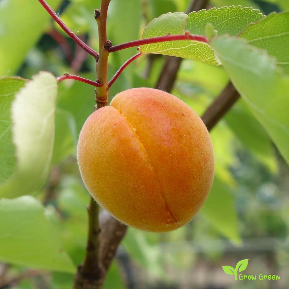 2 seeds of Apricot - PUNUS ARMENIACA + Gift 5 seeds of Sunflower
