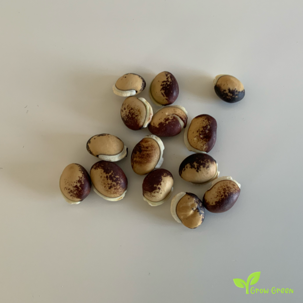 5 seeds of Bicolor Lablab Purpureus - HYACINTH BEAN - Dolichos + Gift 5 seeds of Sunflower