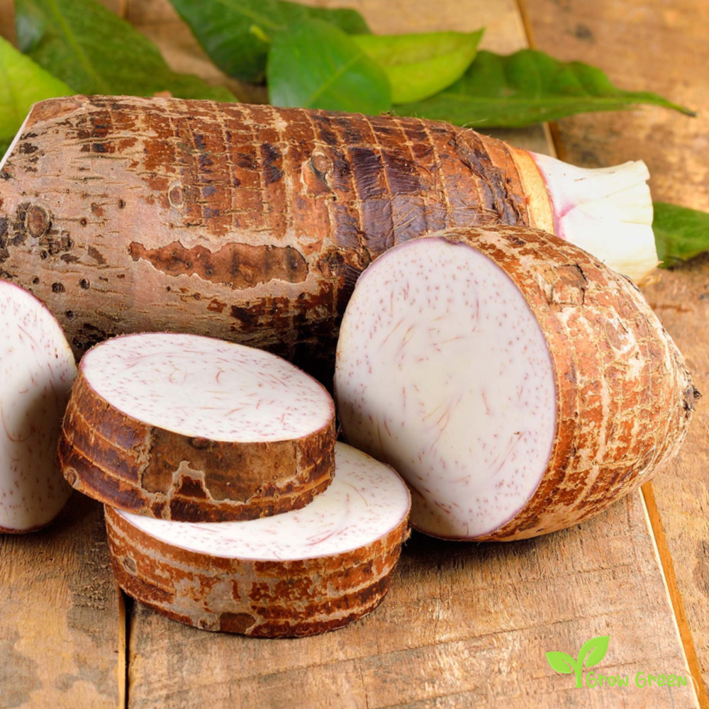 1 corm of Taro - COLOCASIA ANTIQUORUM ESCULENTA + Gift 5 seeds of Sunflower