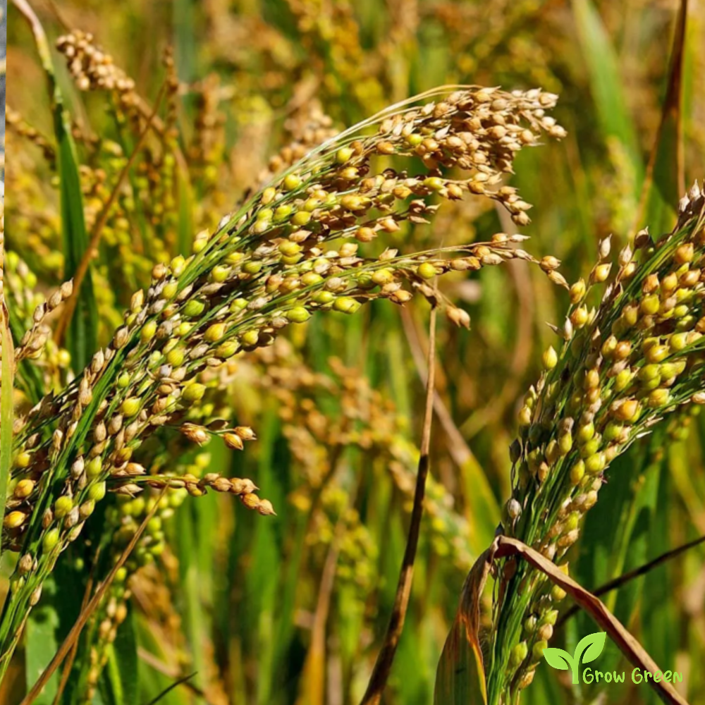 100 seeds of Yellow Millet - PANICUM MILLACEUM + Gift 5 seeds of Sunflower