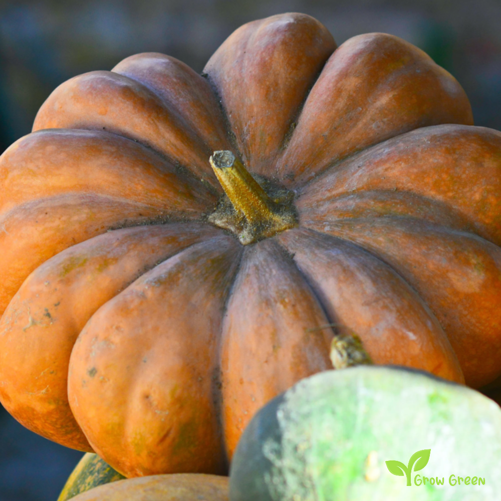 10 seeds of Buckskin Squash Pumpkin - CUCURBITA + Gift 5 seeds of Sunflower