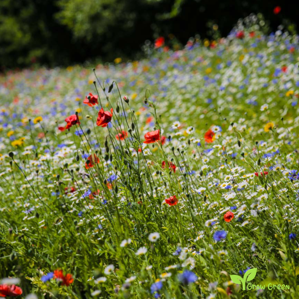 100 seeds of Wildflower - Wild Flower + Gift 5 seeds of Sunflower