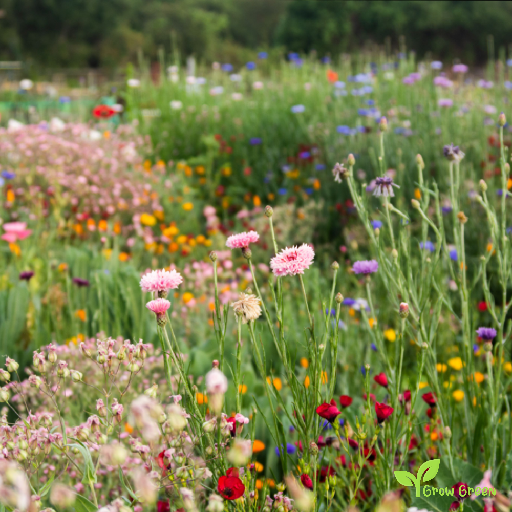 100 seeds of Wildflower - Wild Flower + Gift 5 seeds of Sunflower