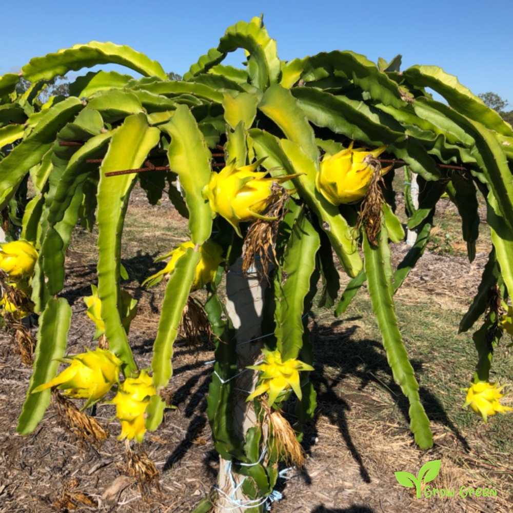 10 seeds of Yellow Dragon Fruit - HYLOCEREUS UNDATUS - White Pitahaya + Gift 5 seeds of Sunflower