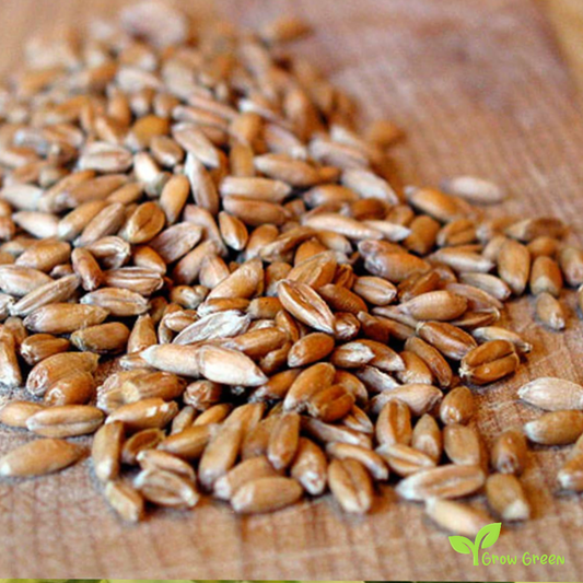 100 seeds of Spelt - TRITICUM SPELTA - Dinkel Wheat + Gift 5 seeds of Sunflower