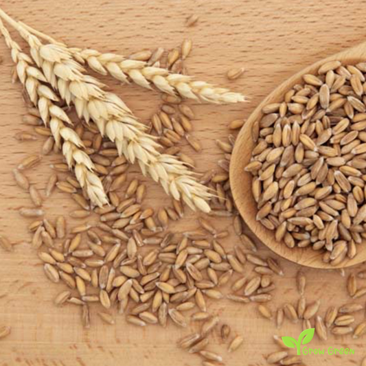 100 seeds of Spelt - TRITICUM SPELTA - Dinkel Wheat + Gift 5 seeds of Sunflower