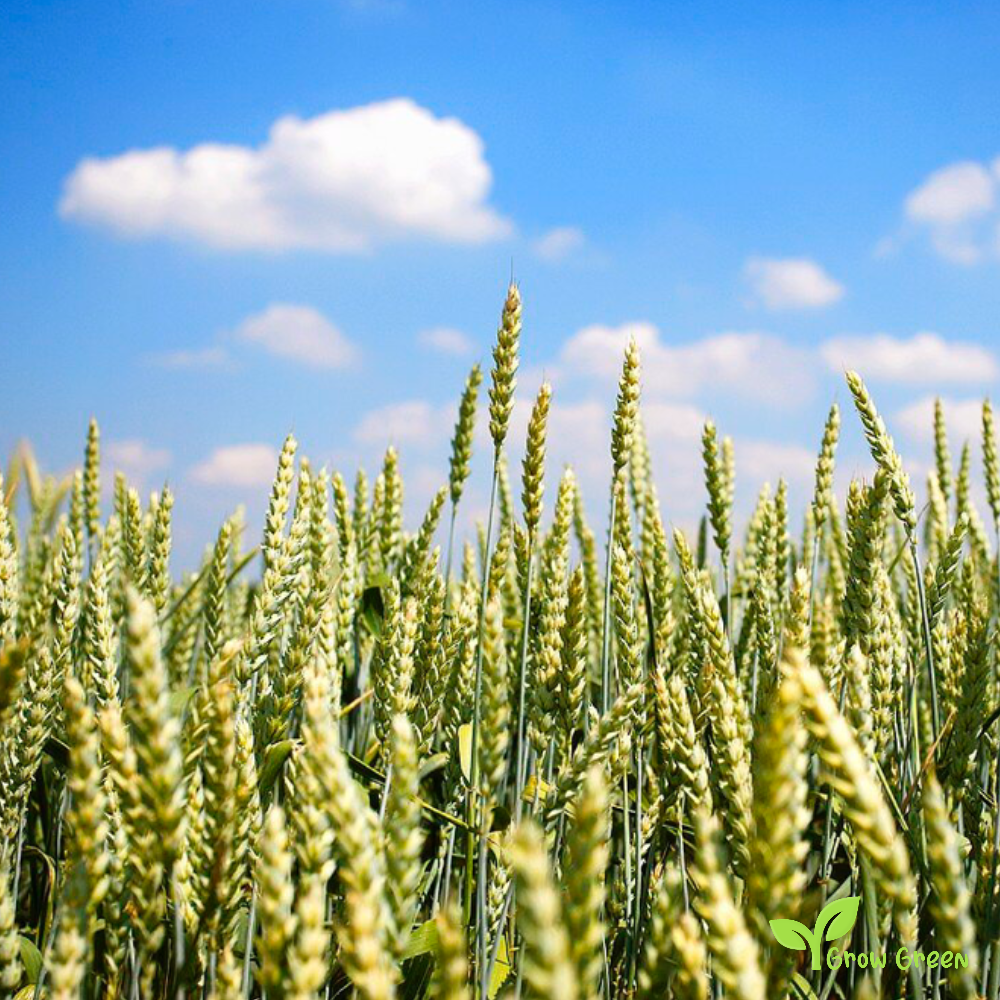 100 seeds of Spelt - TRITICUM SPELTA - Dinkel Wheat + Gift 5 seeds of Sunflower