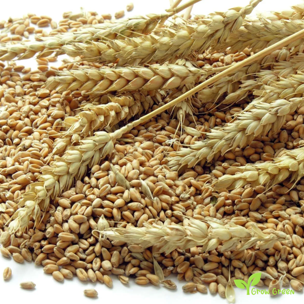 100 seeds of Wheat seeds - TRITICUM AESTIVUM + Gift 5 seeds of Sunflower