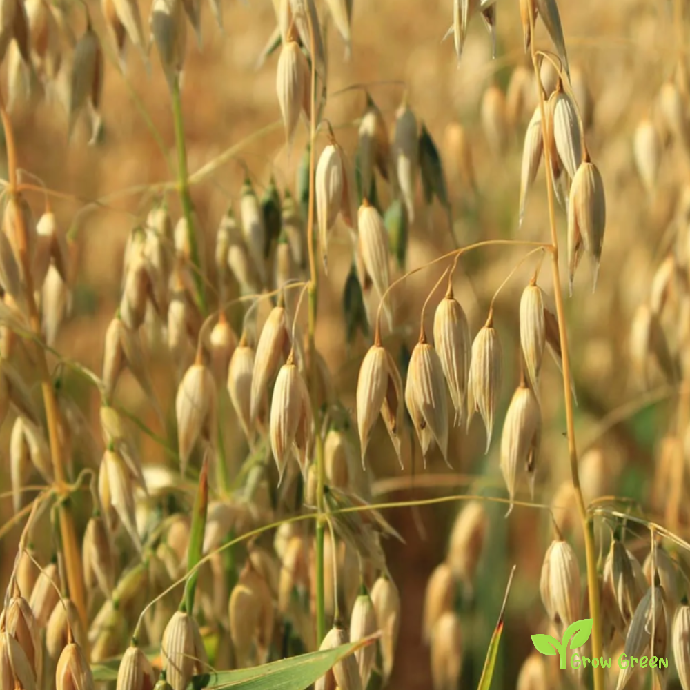 50 seeds of Oat - AVENA SATIVA + Gift 5 seeds of Sunflower