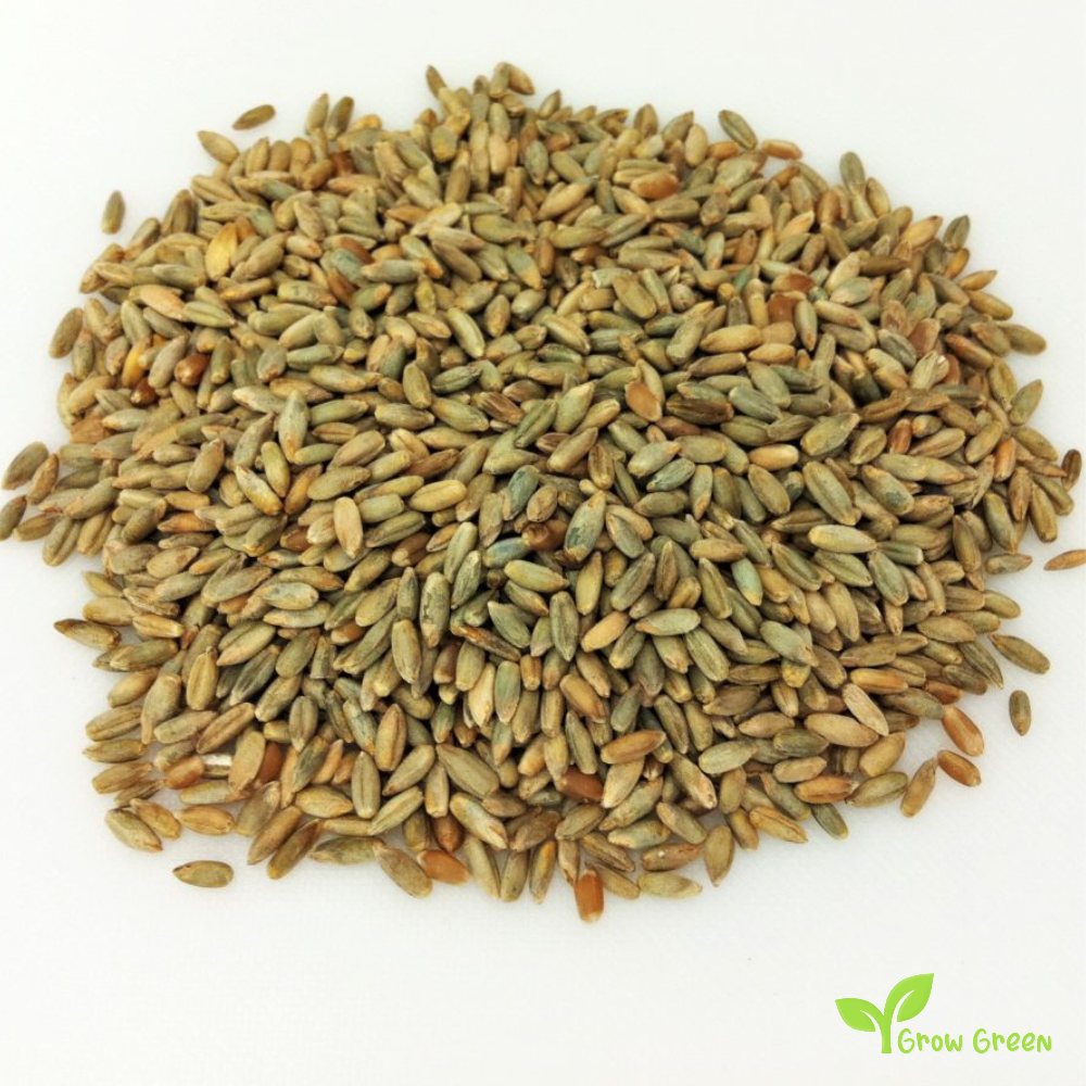 100 seeds of Rye - SECALE CEREALE + Gift 5 seeds of Sunflower