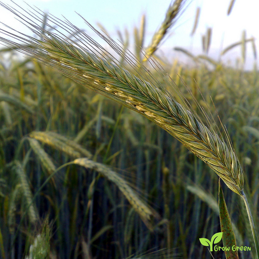 100 seeds of Rye - SECALE CEREALE + Gift 5 seeds of Sunflower