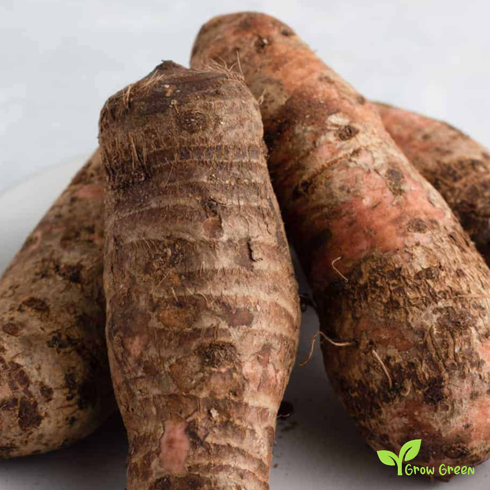 1 corm Cocoyam - XANTHOSOMA SAGITTIFOLIUM + Elephant Ear + Gift 5 seeds of Sunflower