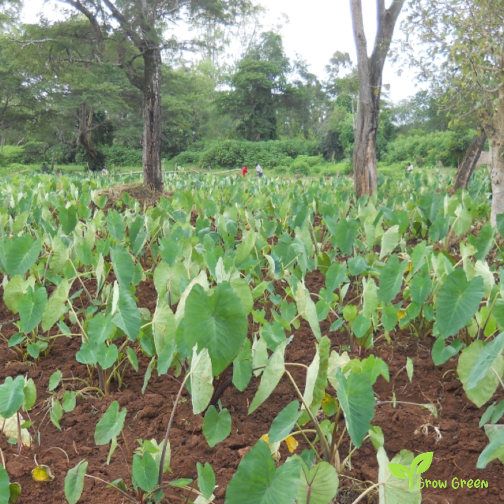 1 corm Cocoyam - XANTHOSOMA SAGITTIFOLIUM + Elephant Ear + Gift 5 seeds of Sunflower